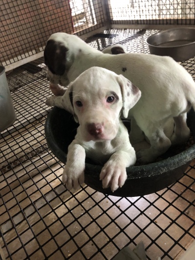 Puppies for Sale 